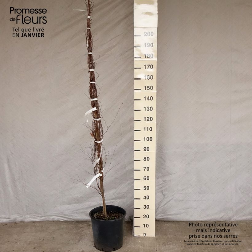 Betula pendula (alba, verrucosa) 150/200cm en pot de 18L.- Bouleau pleureur. sample as delivered in winter