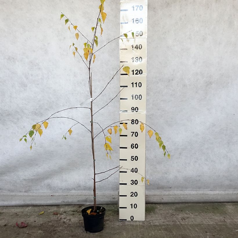 Betula pendula Tristis - Birch 2L/3L pot sample as delivered in autumn