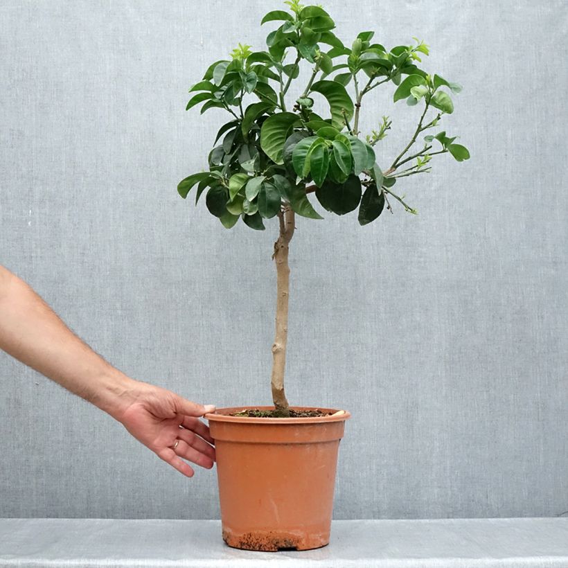 Citrus aurantium Bouquet de Fleur - Bitter orange 6L/7L pot, Quarter standard sample as delivered in summer