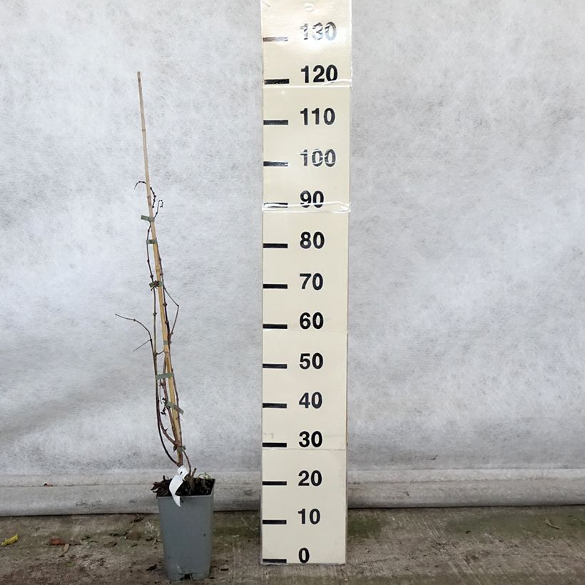 Campsis x tagliabuana Summer Jazz Gold 2L/3L pot sample as delivered in autumn