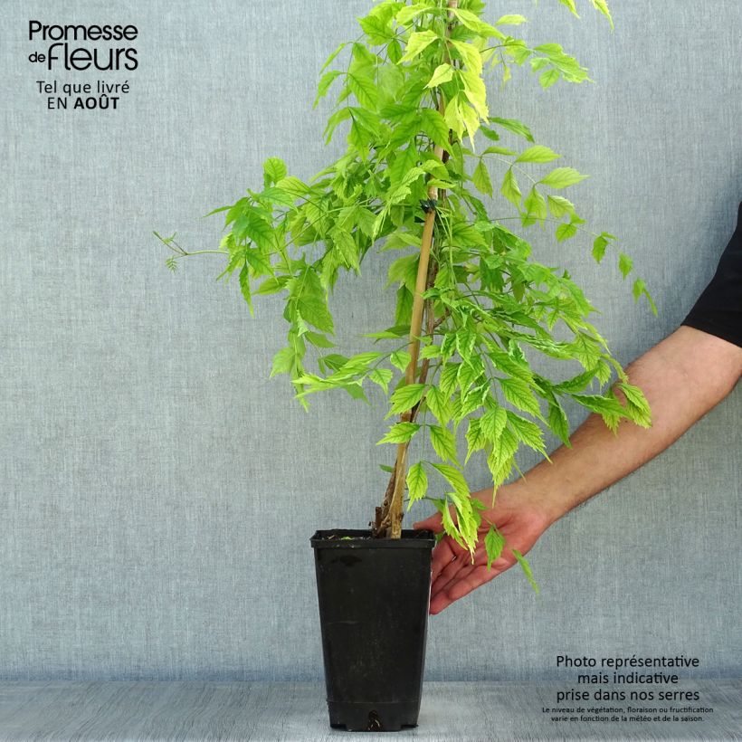 Campsis radicans Atropurpurea 2L/3L pot sample as delivered in summer
