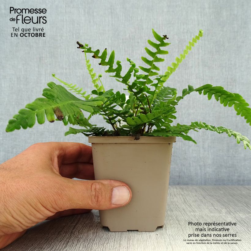 Blechnum spicant -  Fougère pectinée Godet de 9cm sample as delivered in autumn