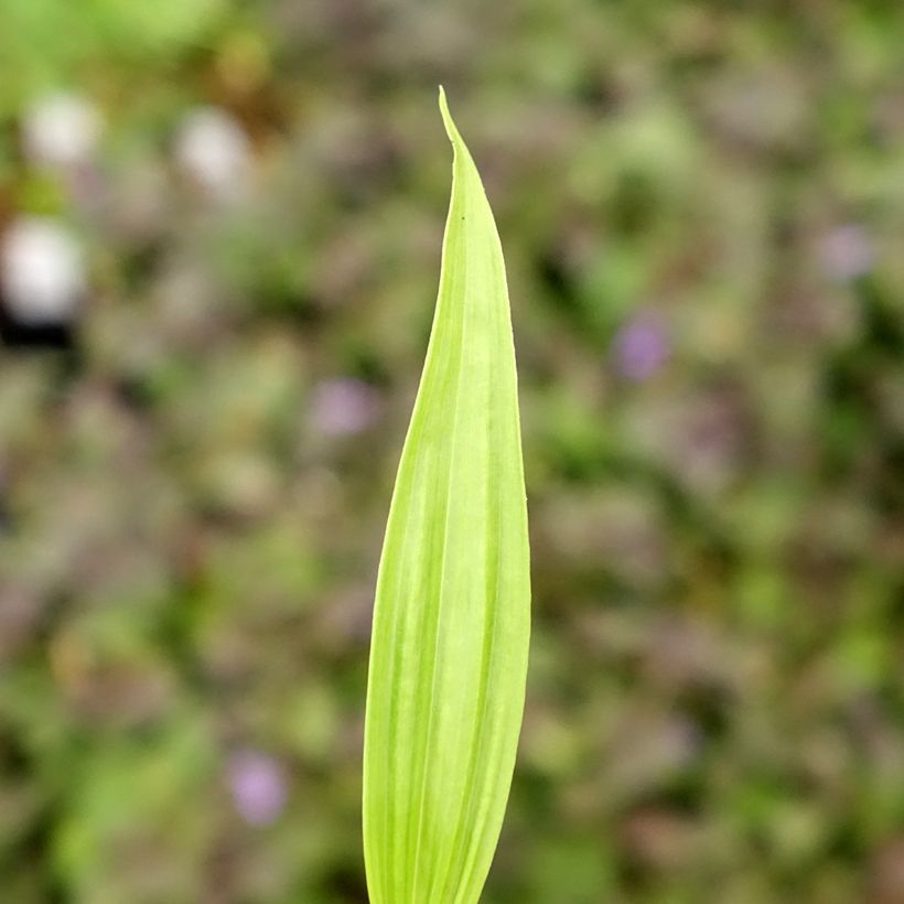 Bletilla ochracea (Foliage)