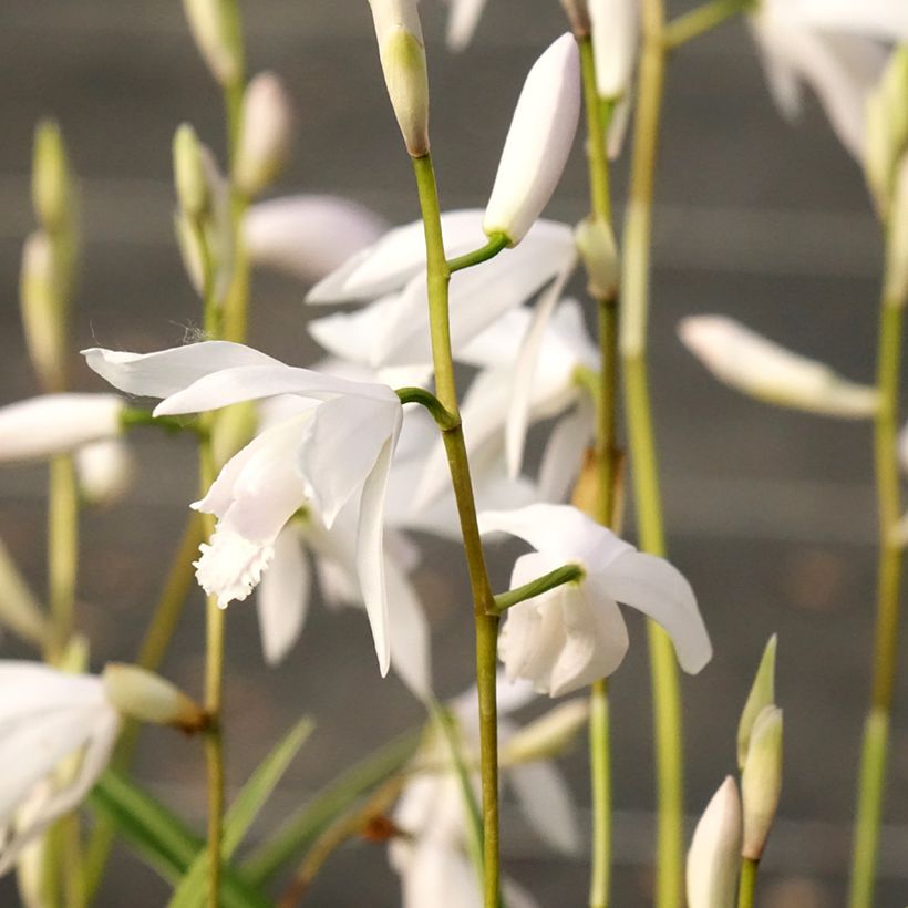 Bletilla striata alba - Chinese Ground Orchid (Flowering)
