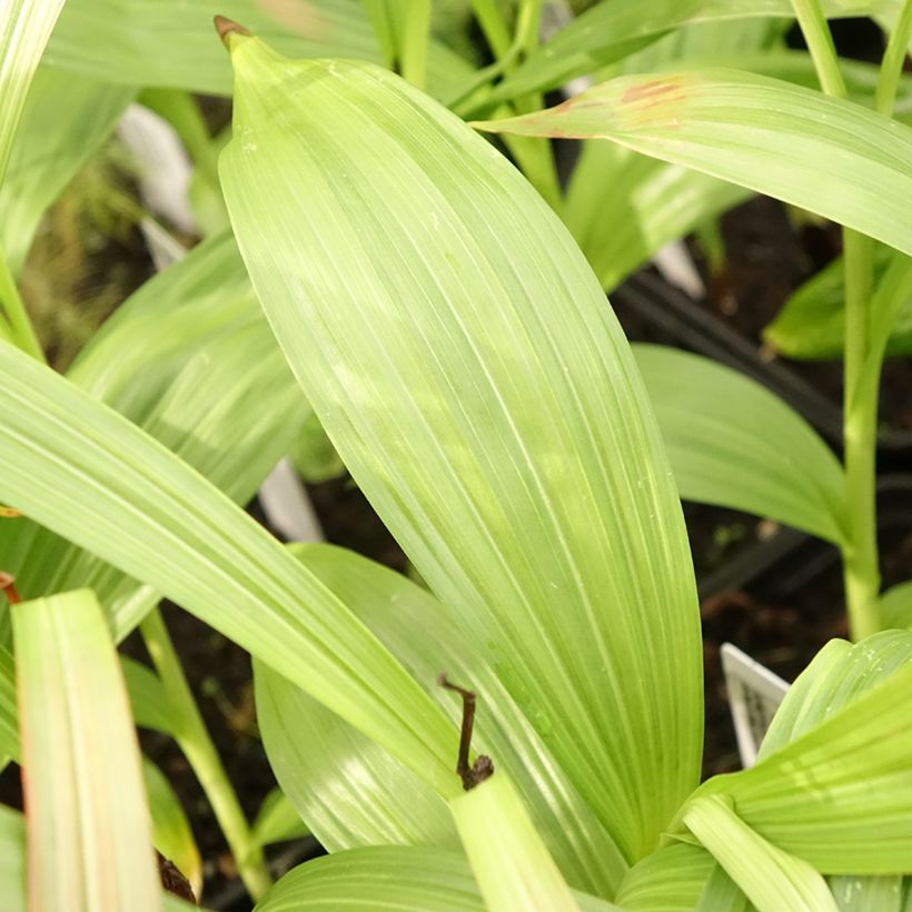 Bletilla striata alba - Chinese Ground Orchid (Foliage)