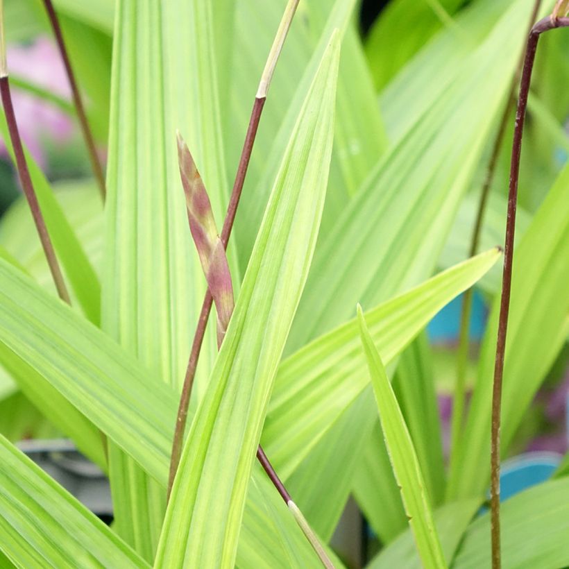 Bletilla striata - Hyacinth Orchid (Foliage)
