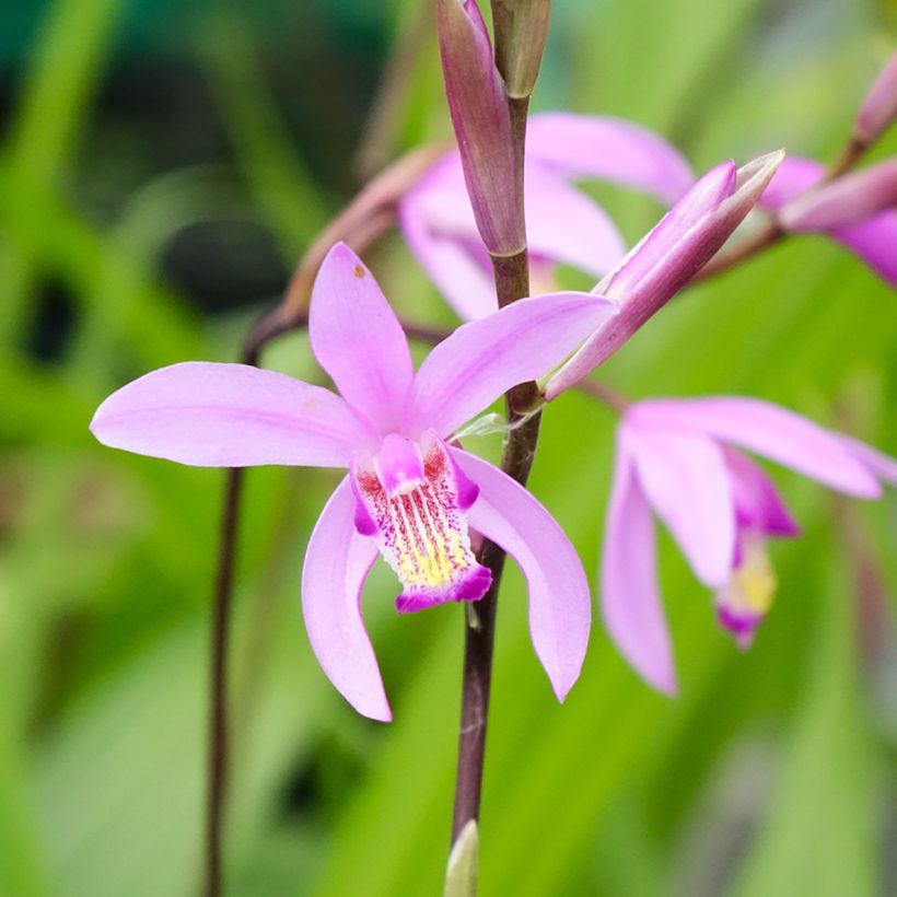 Bletilla striata - Hyacinth Orchid (Flowering)