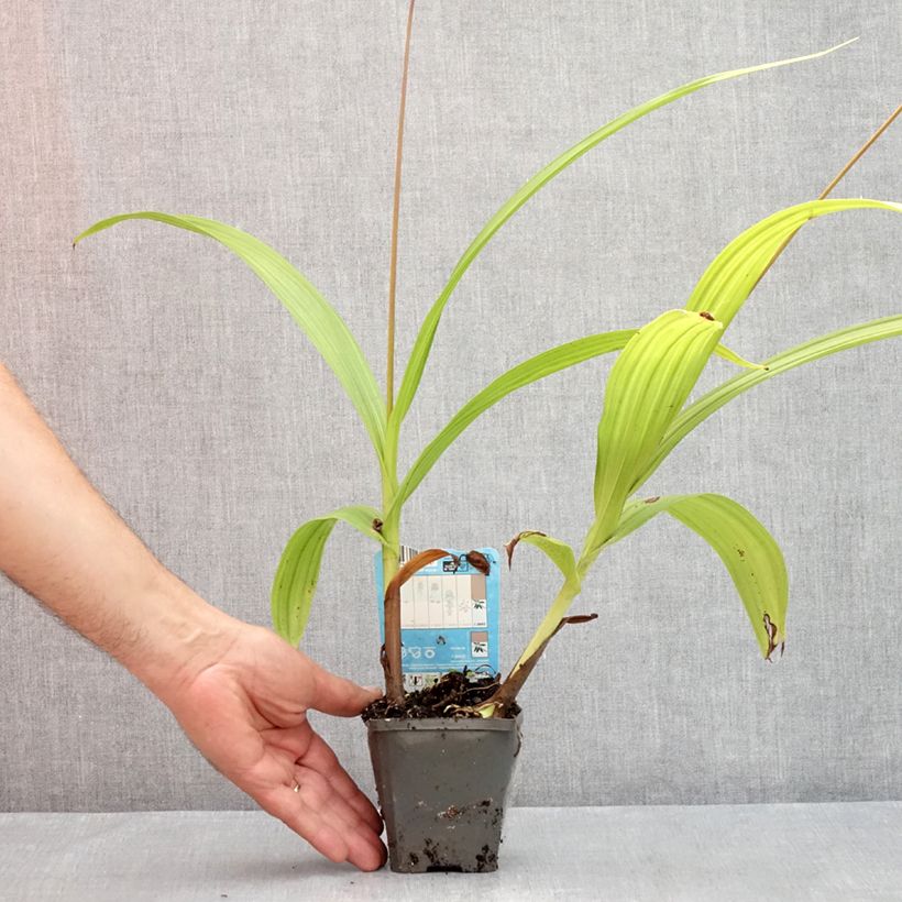 Bletilla striata - Hyacinth Orchid 8/9 cm pot sample as delivered in summer
