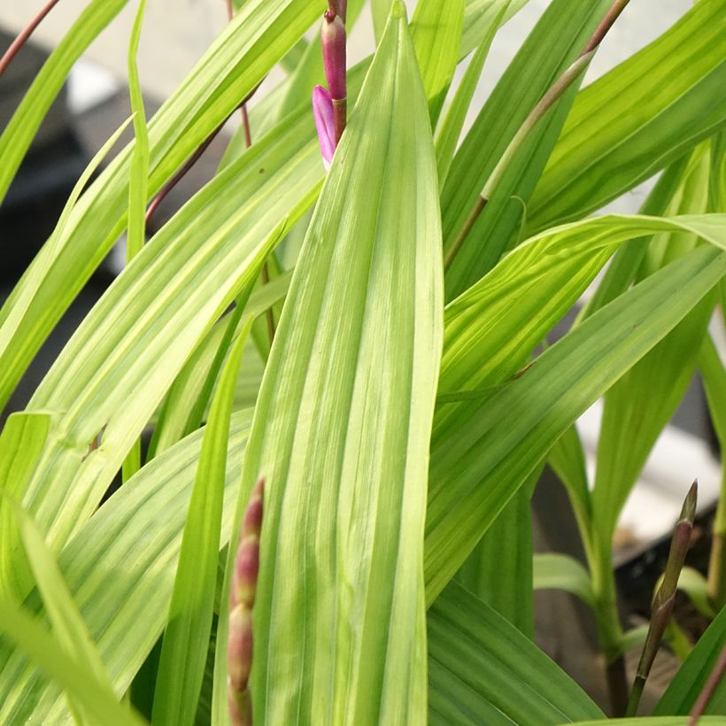 Bletilla striata Purple - Hyacinth orchid (Foliage)