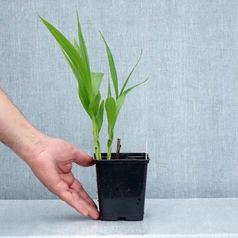 Bletilla striata Purple - Hyacinth orchid 8/9 cm pot sample as delivered in summer