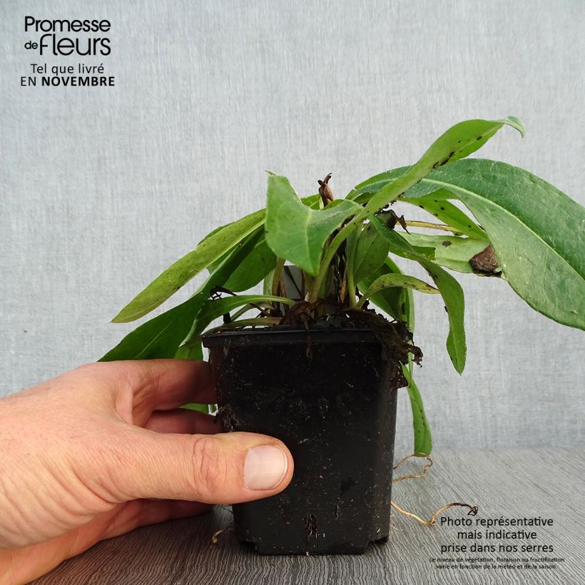 Centaurea montana Coerulea 8/9 cm pot sample as delivered in autumn