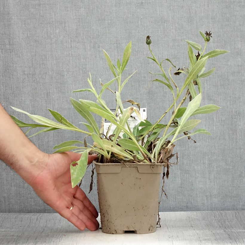 Centaurea montana Amethyst in Snow 1.5L/2L pot sample as delivered in summer