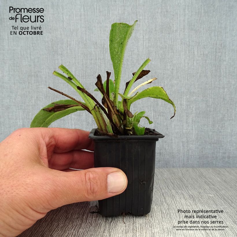 Centaurea montana 7/8 cm pot sample as delivered in autumn