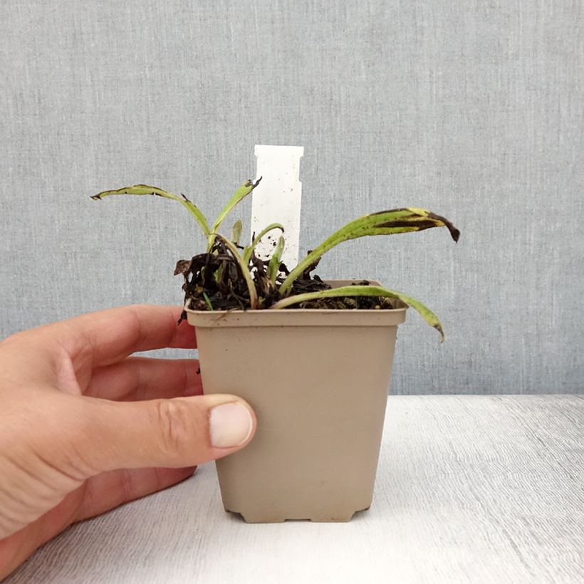 Centaurea montana Black Sprite 8/9 cm pot sample as delivered in summer