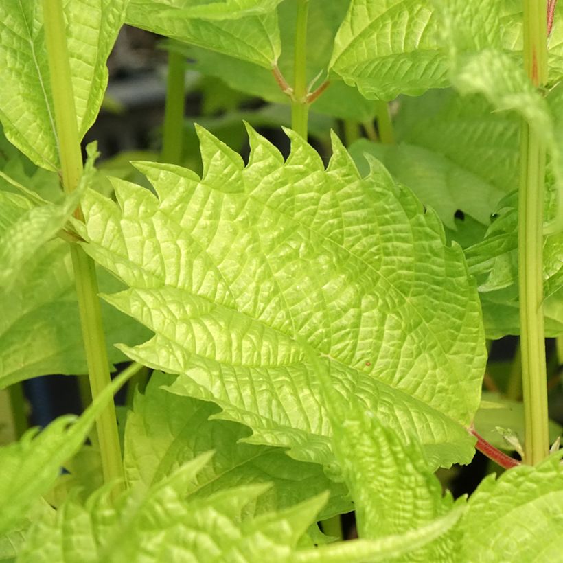 Boehmeria sieboldiana - False Nettle (Foliage)