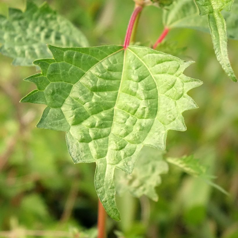 Boehmeria spicata - False Nettle (Foliage)