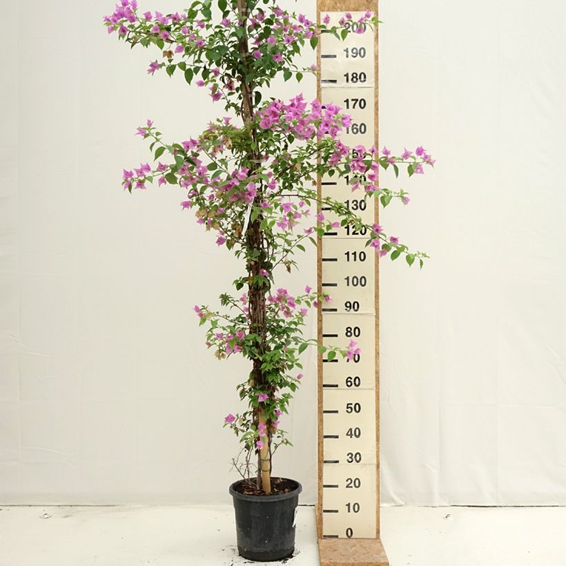 Bougainvillea glabra Sanderiana 'Alexandra' 7.5L/10L pot sample as delivered in summer