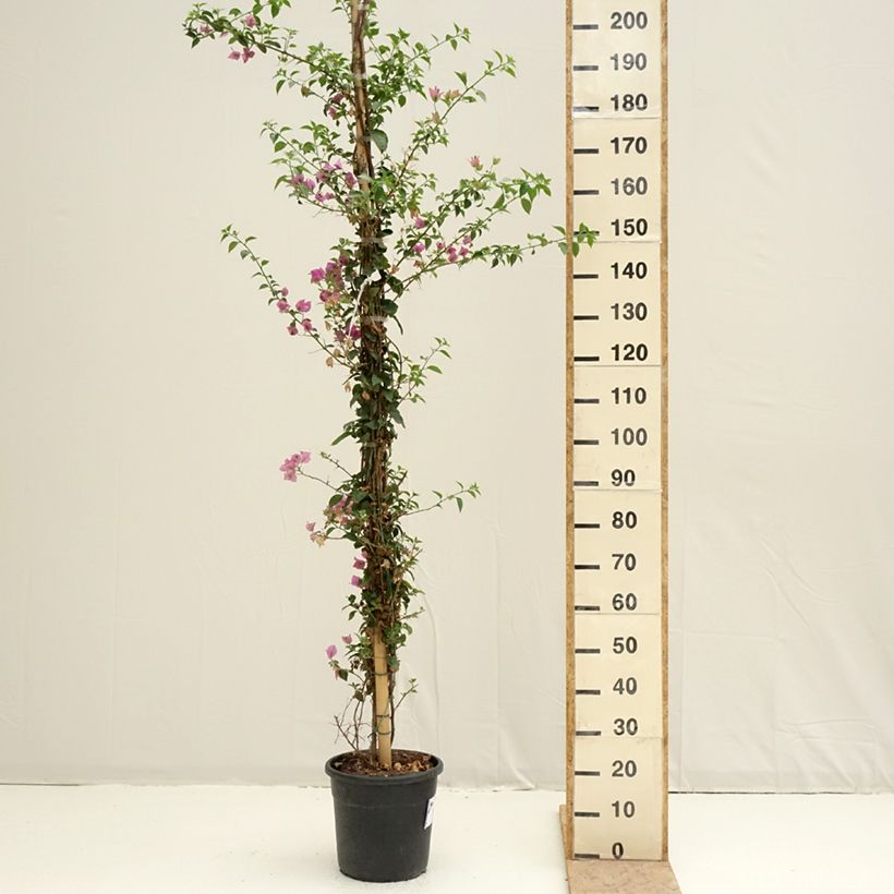 Bougainvillea glabra Sanderiana 'Alexandra' 7.5L/10L potShipped height around 175/200cm sample as delivered in spring