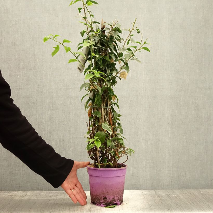 Bougainvillea glabra Sanderiana 'Alexandra' 2L/3L pot sample as delivered in autumn