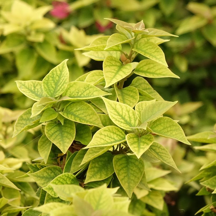 Bougainvillea x hybrida Mini Thaï (Foliage)