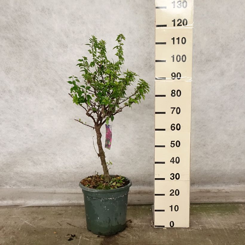 Bougainvillea x hybrida Mini Thaï 7.5L/10L pot sample as delivered in autumn