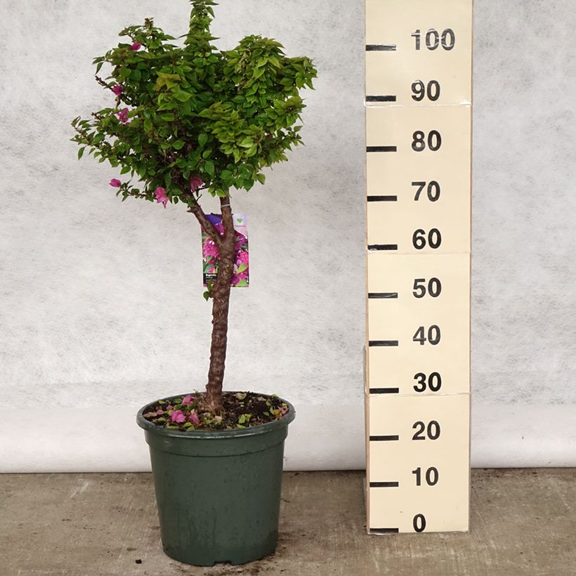 Bougainvillier Mini Thaï en pot de 15L sample as delivered in spring