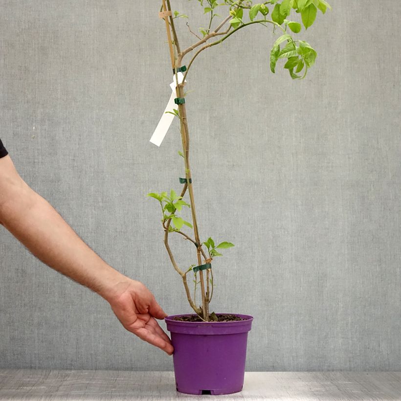 Bougainvillea spectabilis x glabra Violet de Mèze 3L/4L pot sample as delivered in summer