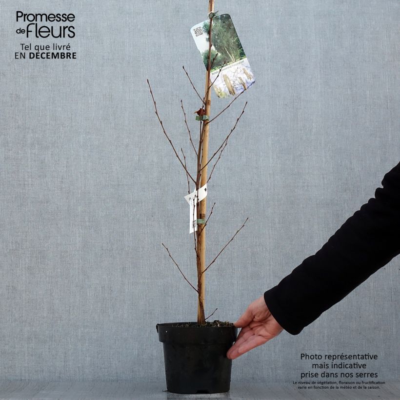 Bouleau de Chine - Betula albosinensis Fascination pot de 3L sample as delivered in winter