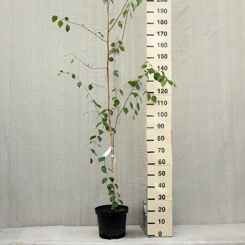 Bouleau de l'Himalaya - Betula utilis jacquemontii Pot de 7,5L/10L sample as delivered in summer