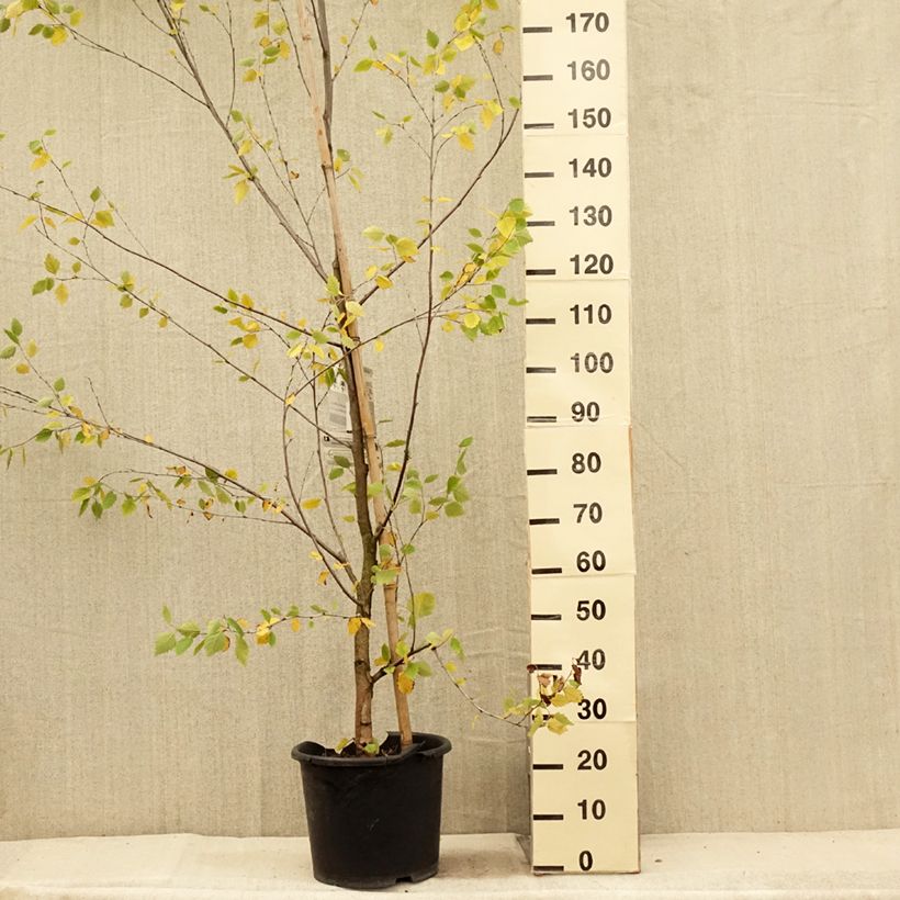 Betula nigra Heritage - Birch 7.5L/10L pot sample as delivered in summer