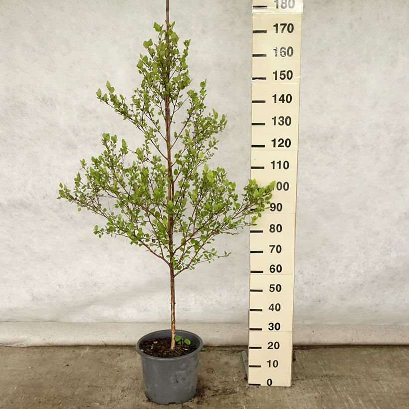 Betula nigra - Birch 7.5L/10L potShipped height around 80/90cm sample as delivered in summer