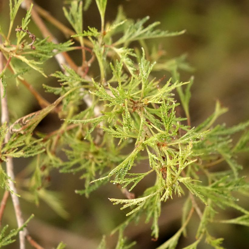 Betula pendula Karaca - Birch (Foliage)