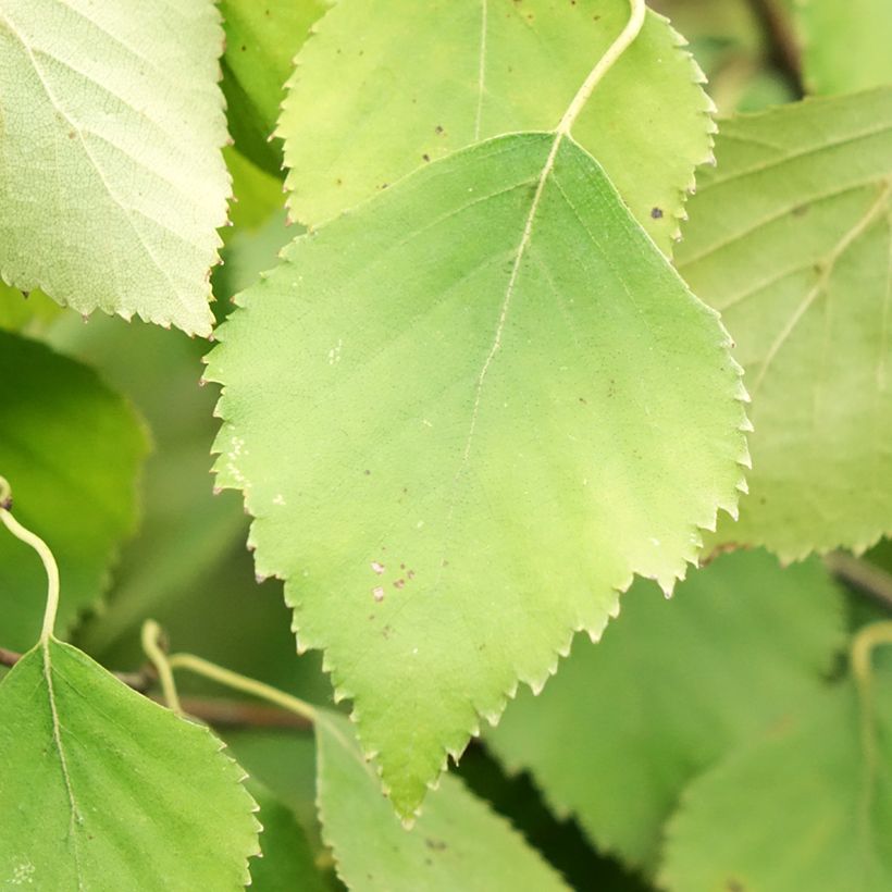 Betula pendula Spider Alley - Birch (Foliage)