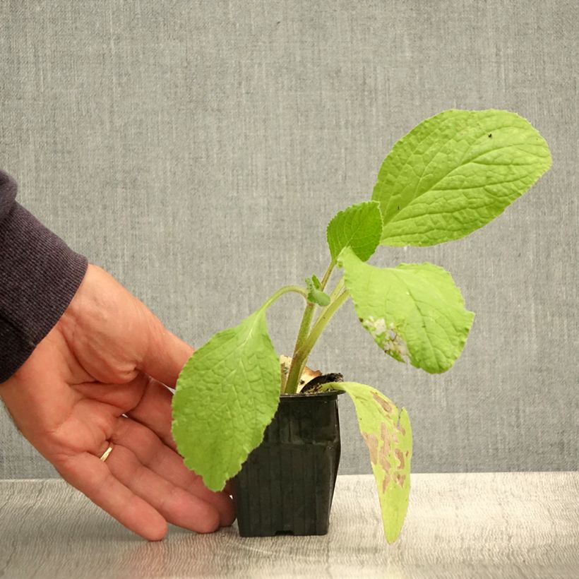 Borago officinalis 7/8 cm pot sample as delivered in summer