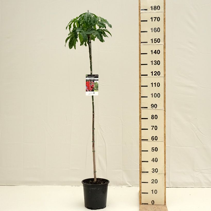 Brachychiton acerifolius - Pot de 7,5L/10L sample as delivered in spring