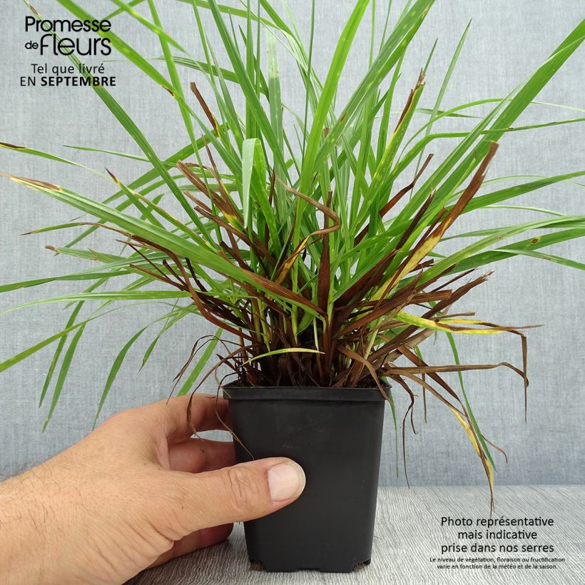 Briza media Limouzi 8/9 cm pot sample as delivered in autumn