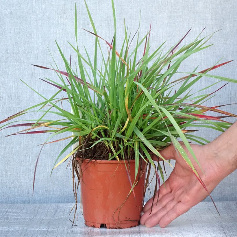 Briza media Limouzi 1L/1.5L pot sample as delivered in summer