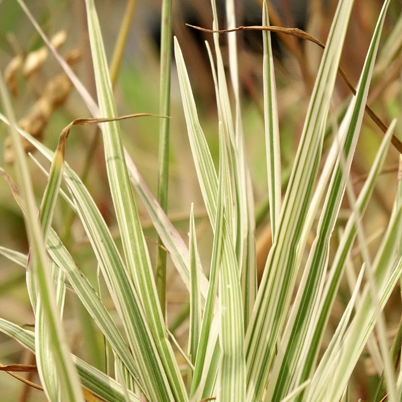 Briza media Zitterzebra (Foliage)