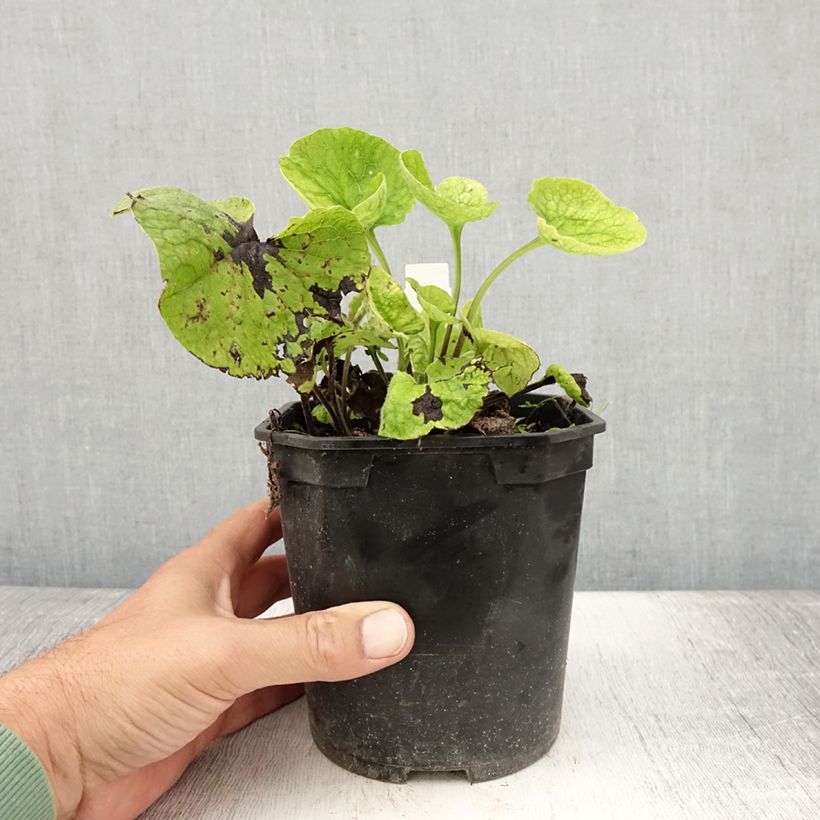 Brunnera macrophylla - Myosotis du Caucase en pot de 2/3L sample as delivered in summer