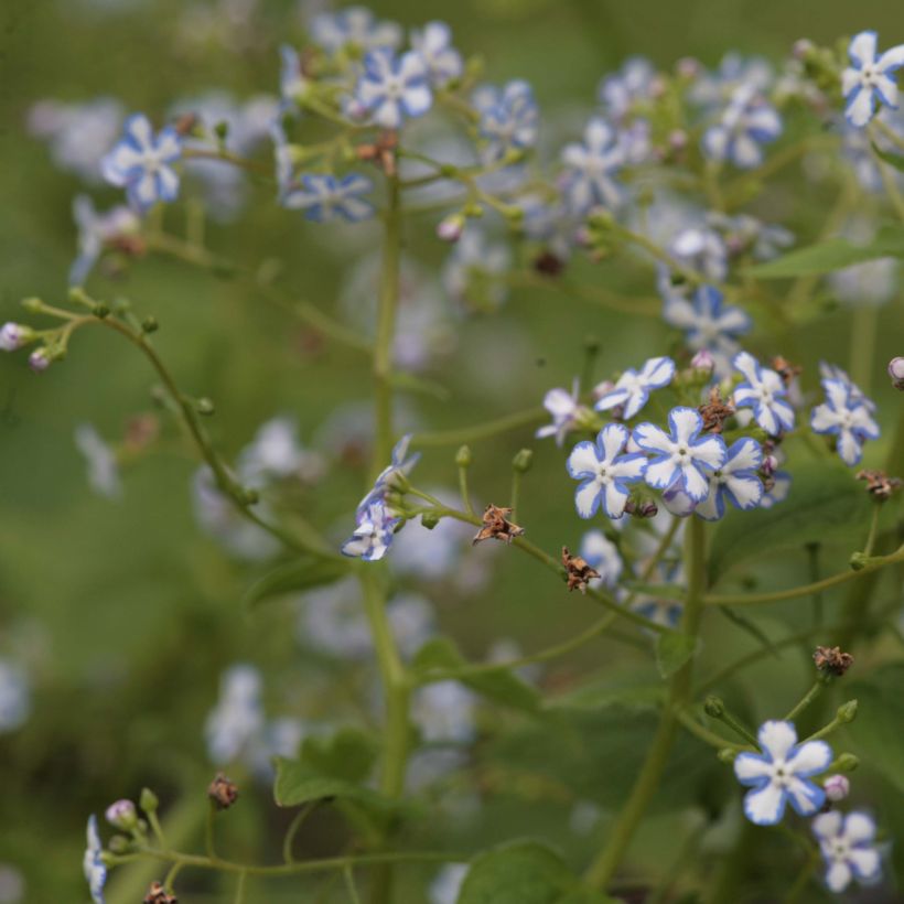 Brunnera macrophylla Starry Eyes - Siberian Bugloss (Plant habit)
