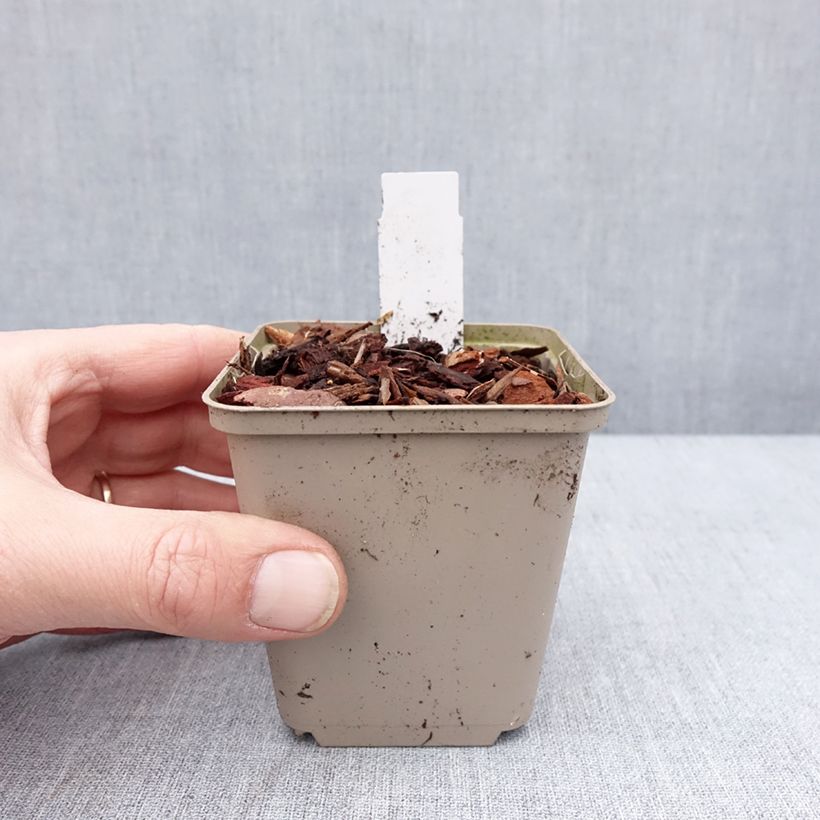 Brunnera macrophylla White Zebra - Siberian Bugloss 8/9 cm pot sample as delivered in winter