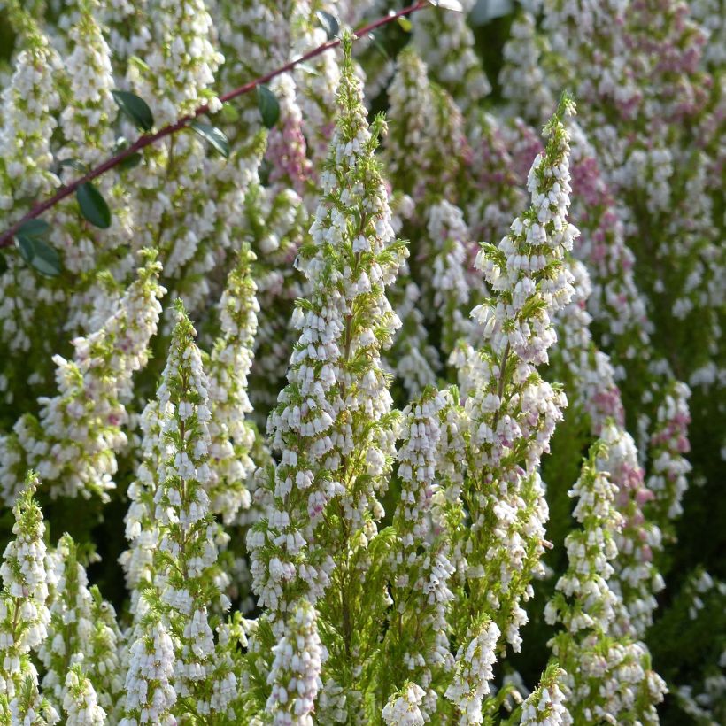 Erica arborea GREAT STAR Le Vasterival - Tree Heath (Flowering)