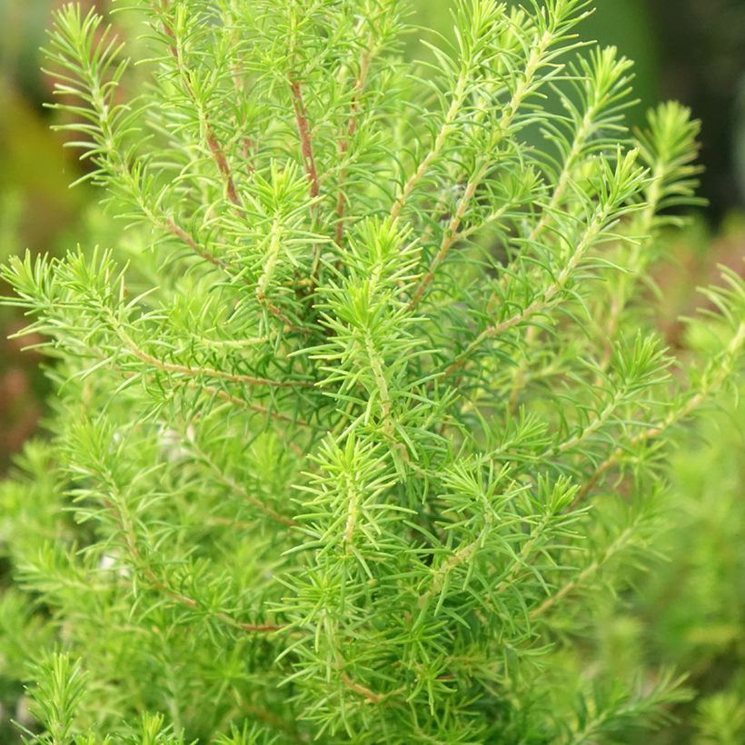 Erica arborea Pink Joy - Tree Heath (Foliage)