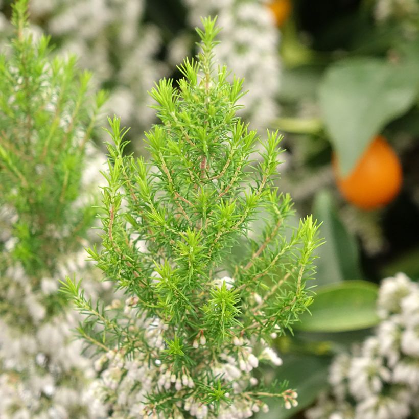 Erica arborea Pink Joy - Tree Heath (Foliage)