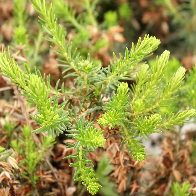 Erica cinerea f. alba - Bell Heather (Foliage)