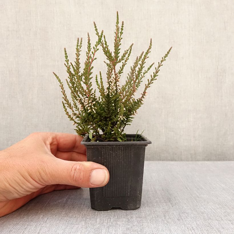 Calluna vulgaris Pink Bettina - Heather 8/9 cm pot sample as delivered in spring