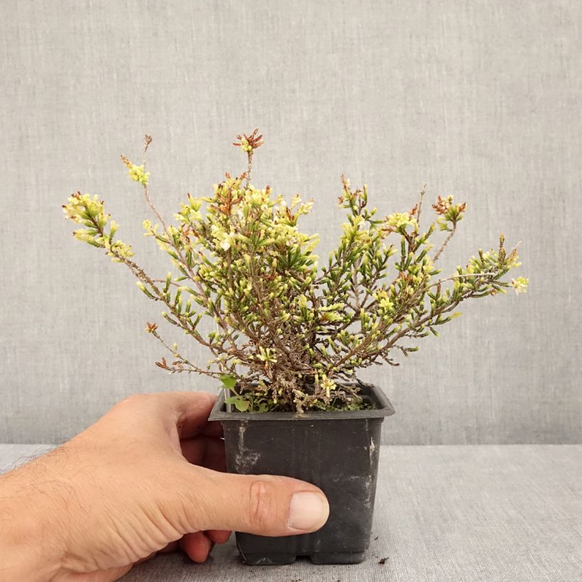 Calluna vulgaris Alba - Heather 8/9 cm pot sample as delivered in summer