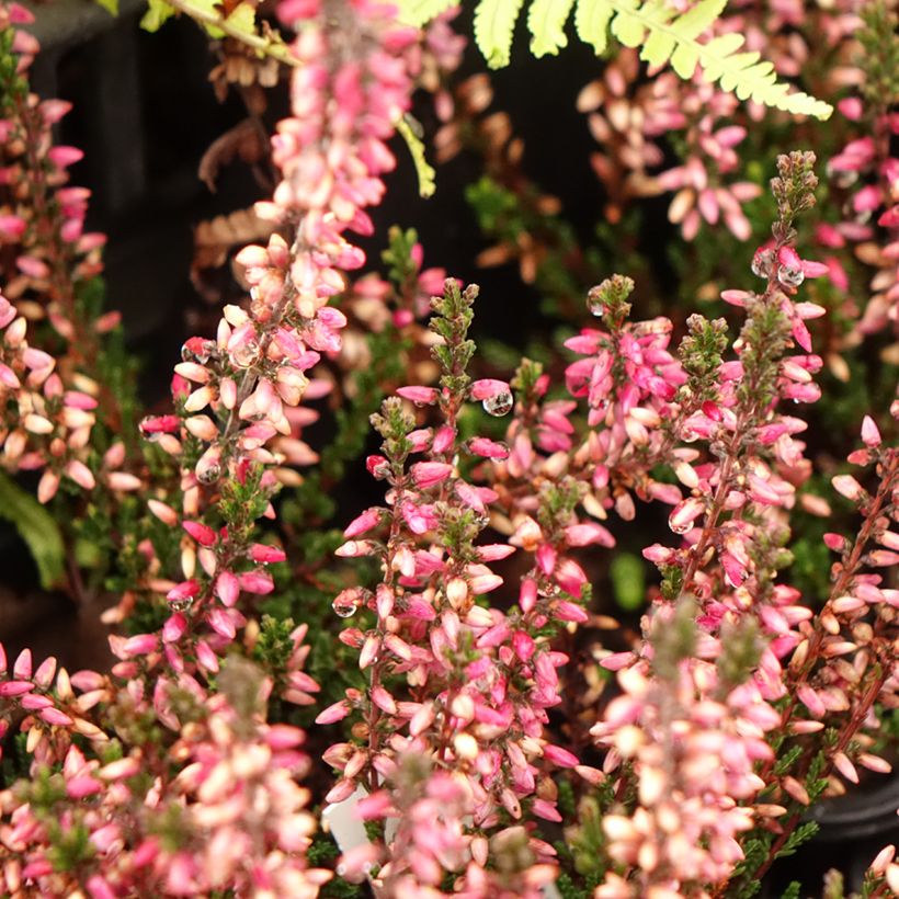 Calluna vulgaris Dark Beauty - Heather (Flowering)