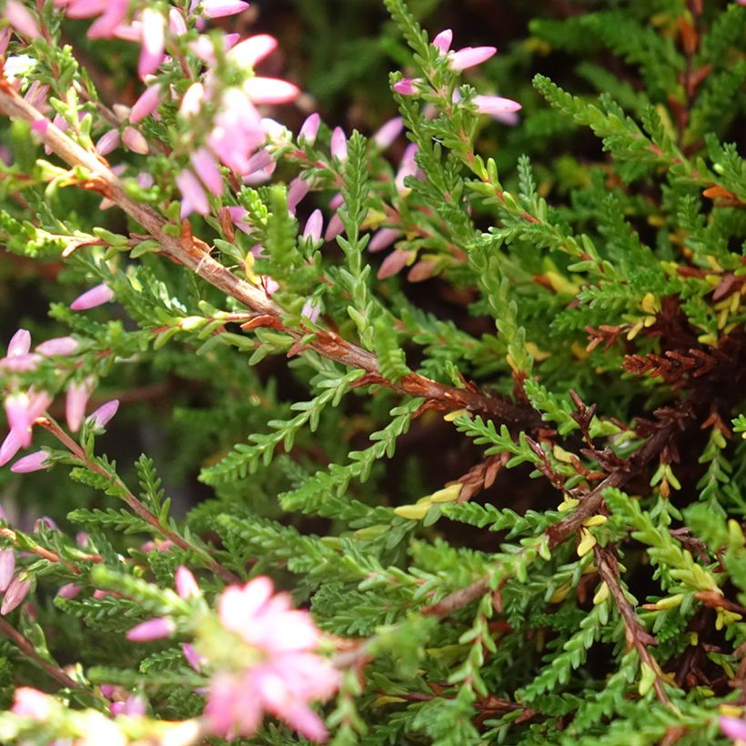 Calluna vulgaris Marleen - Heather (Foliage)