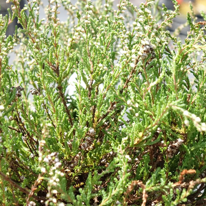 Calluna vulgaris Radnor - Heather (Foliage)